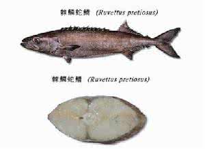 银鳕鱼和油鱼的区别 银鳕鱼和油鱼的区别 油鱼和鳕鱼的区别