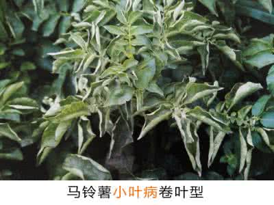 马铃薯小叶病怎么治疗 马铃薯小叶病