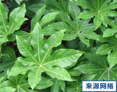 八角金盘的功效与作用 八角金盘的功效与作用 八角金盘的介绍-八角金盘的作用
