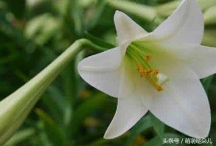 百合的功效与作用禁忌 百合的功效和禁忌是什么呢?