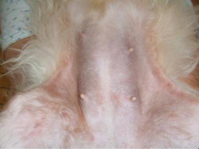 狗狗常见的皮肤病 狗狗的常见各种皮肤病皮炎