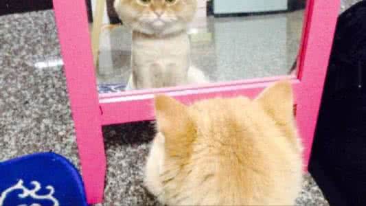 暹罗猫剃毛 猫照镜子时发现被剃了毛之后，就一直这样了...