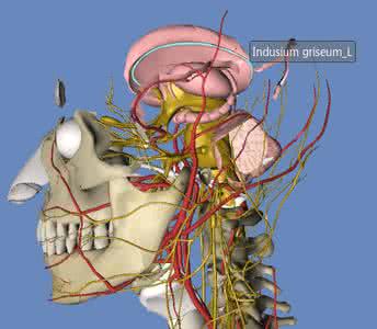 超给力的大片年来袭 【大片来袭】人体血管模拟 3D图 动画版(超清晰)