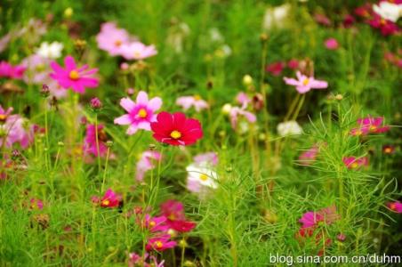 花开正艳 重庆哪些地方 花开正艳