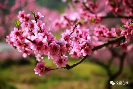 山寺桃花始盛开 摄影|柳德甫:兰坦桃花始盛开