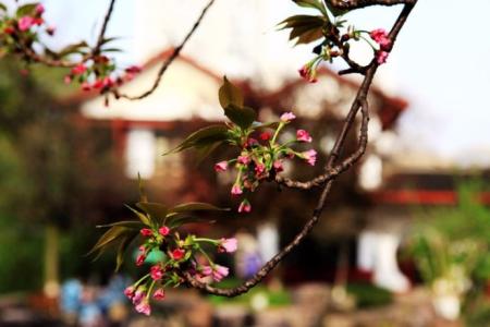 淋湿我的岁月 岁月怀想:雨,淋湿了身披忧伤的外衣;风,吹落了挂满相思的红豆