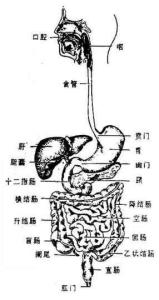 消化系统 消化系统 2.消化系统(6个)