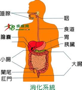 消化系统 消化系统 排泄系统