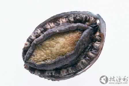 软体动物 软体动物 下列动物中，不是软体动物的是（）A．乌贼B．章鱼C．鲍鱼D．鲸鱼