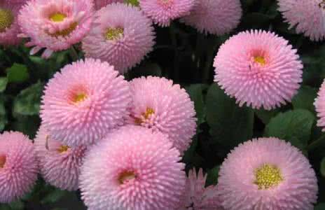 雏菊花语是什么 雏菊花语 雏菊花语 雏菊花语是什么