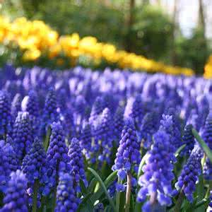 亚美尼亚葡萄酒 揭秘：亚美尼亚一颗葡萄为何能瞬间催人老