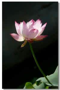 一莲幽梦 一莲幽梦。。。