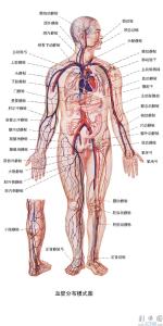 血管疏通手术 学套手操，通你全身血管(有图示范)