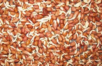 花生衣食疗 好大夫 【食疗佳品】你脸上有皱纹吗， 花生泡成芽、吃后秒杀皱纹！