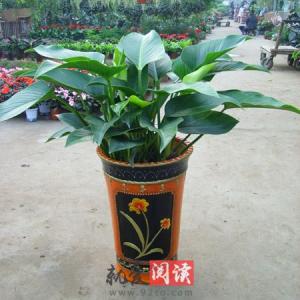 大叶绿萝养殖注意事项 大叶绿萝养殖注意事项 金钻的养殖方法和注意事项   金钻怎么养