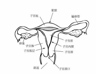 什么人容易患癌症 性生活经常口爱，会容易患口咽癌吗？