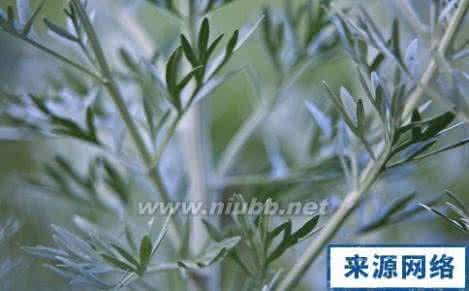 艾叶煮水治疗宝宝湿疹 艾叶水能治疗湿疹吗 艾叶能治宝宝湿疹吗