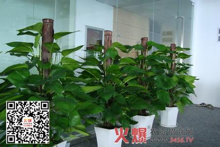 绿萝种植方法 绿萝种植方法 【绿萝怎么养】如何种植绿萝