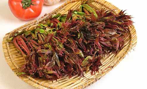 香椿芽种植技术 香椿芽