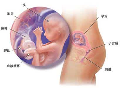 胎儿32周入盆早的原因 胎儿入盆后要注意什么 胎儿早入盆真的会早产吗?胎儿入盆该注意哪些?