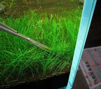 牛毛毡水草种植方法 牛毛毡种植方法 【牛毛毡】牛毛毡怎么种植