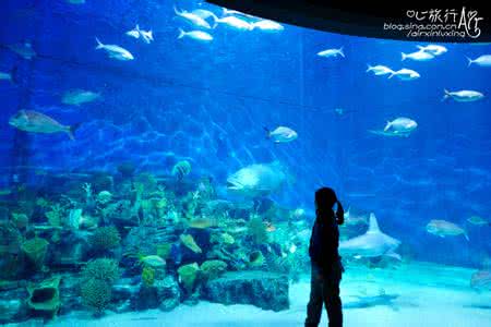 墨尔本水族馆 【澳大利亚】墨尔本水族馆 与鱼共舞