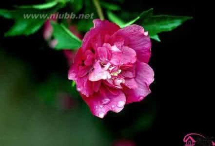 芙蓉花花语 芙蓉花花语 芙蓉花怎么养,芙蓉花花语是什么