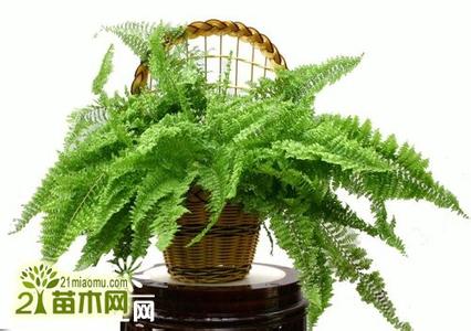 波士顿蕨的养功效 波士顿蕨的栽培要点