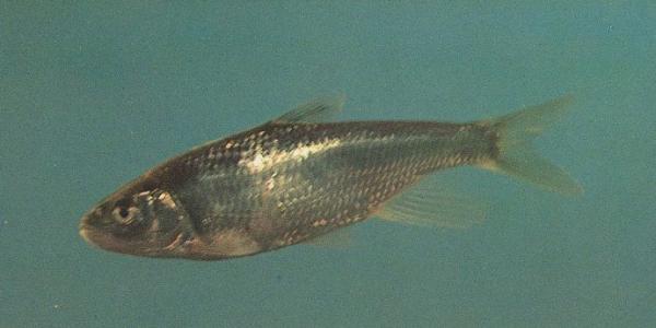 逆鱼和白条的区别 逆鱼