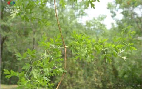 芹菜的屎是什么颜色的 什么花盛开时看不见 芹菜的屎是什么颜色的?