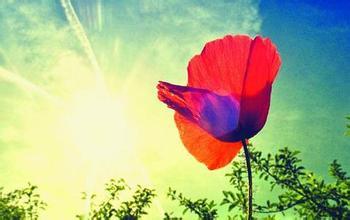 如何治疗心理创伤 个体心理学：如何疗愈心理创伤？