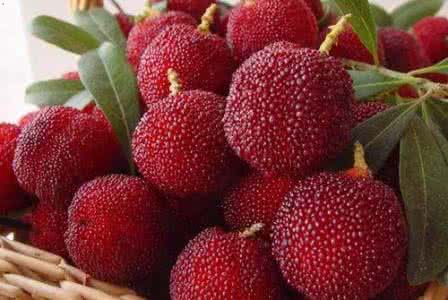 杨梅食用禁忌 杨梅禁忌 杨梅的食用禁忌有哪些