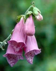 玄参科 毛地黄(Digitalis purpurea),玄参科