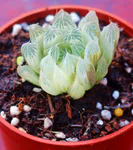 白斑玉露怎么养 白斑玉露怎么养 白斑玉露的养殖方法