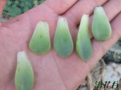 多肉叶插发芽后怎么种 多肉叶片怎么种(心得总结)