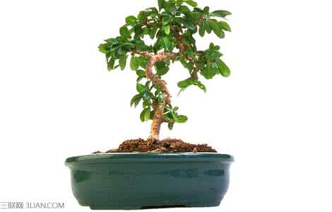 旺财家居风水植物 家居风水植物摆设的知识