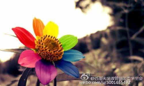 灿烂的一生 勇往直前,一生灿烂一回