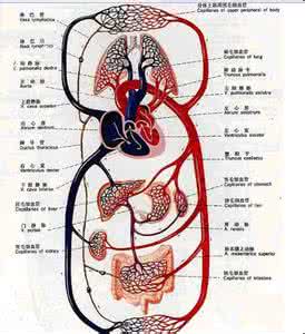 血液循环的途径示意图 血液循环的途径