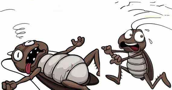 找不到蟑螂窝怎么处理 学会这几招,家里再也见不到蟑螂!比杀虫剂还有用!