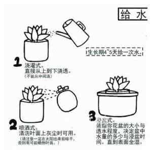多肉植物种植过程 多肉植物种植过程图解_植物种植图解