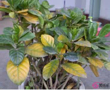 花卉黄叶病 花卉叶子发黄专题：如何预防花卉室内黄叶现象