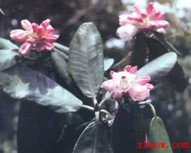 大王杜鹃 大王杜鹃花卉