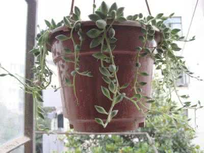 多肉植物的根系 【家居园艺】多肉植物根系的养护