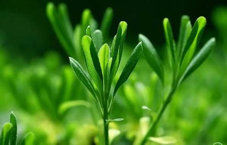 强烈的气息怎么刷最快 凭借春风的气息，来回味昨天的你