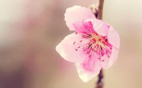 桃花心木属于什么档次 如何找准属于自己的桃花位