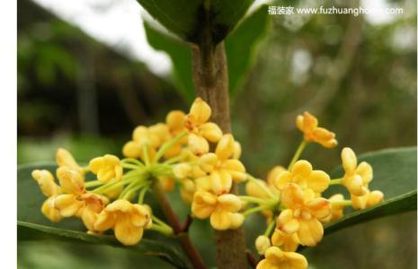桂花叶子掉光还能活吗 桂花的功效与作用 【桂花掉叶子怎么办】桂花的作用和功效