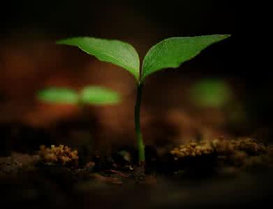 当生命化为空气 有些爱即便是伤痕，也已经化为你生命的一部分