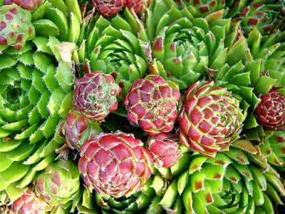 景天科长生草属 景天科长生草属知识普及(图)