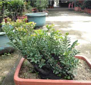 黑骨茶盆景 黑骨茶盆景 黑骨茶盆景欣赏 黑骨茶功效