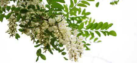 杠上开花2 (2)按时开花之